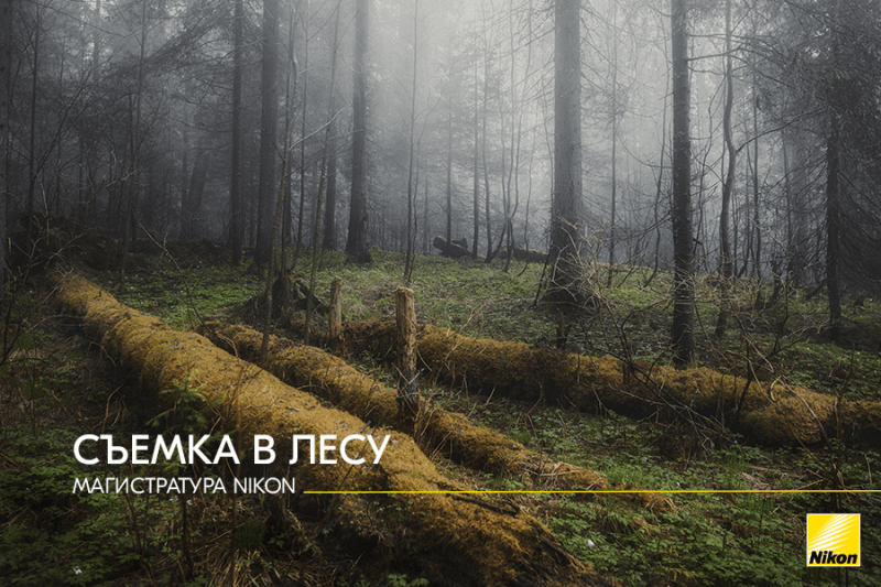 МАГИСТРАТУРА NIKON. Съемка в лесу